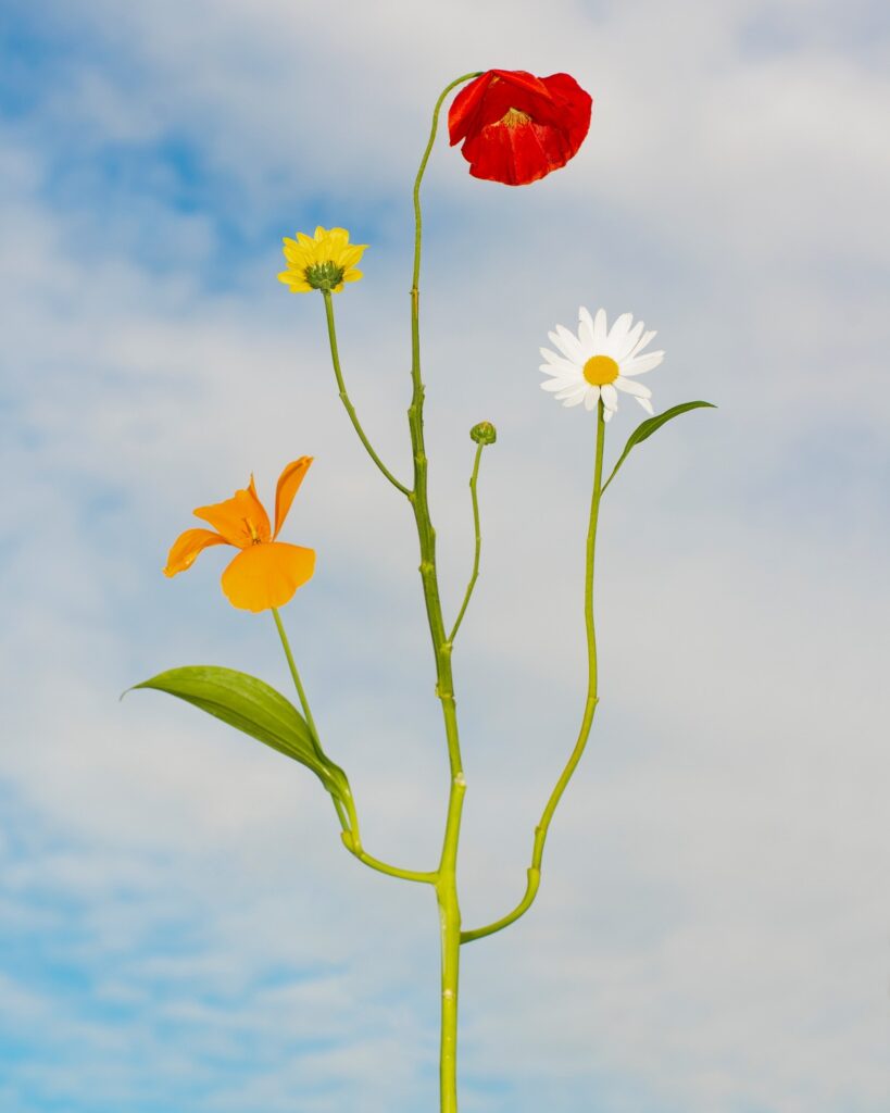 Jennifer Latour Wild Flowers no.1, 2022, Courtesy Open Doors Gallery